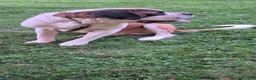 Saint Bernard dogs for sale: Tanner - Ad 10