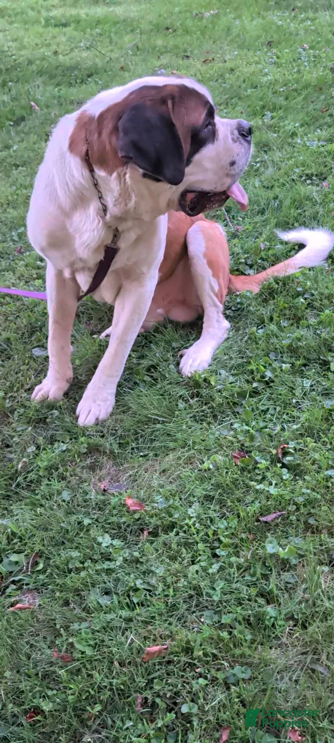 Saint Bernard dogs for sale: Tanner - Ad 10