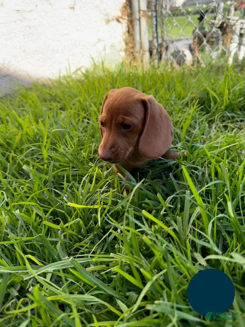Miniature Dachshund dogs Toy Dachshund Female 3 - Ad 1