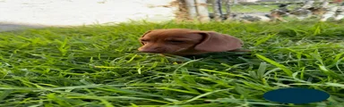 Toy Dachshund Female 3