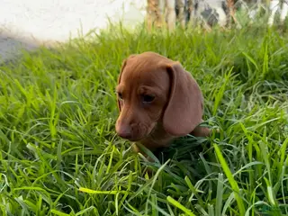 Miniature Dachshund dogs for sale: Toy Dachshund Female 3 - Ad 3