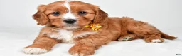 Cavapoo dogs for sale: Eva - Ad 1
