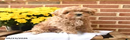 Maltipoo dogs for sale: Butters  - Ad 2