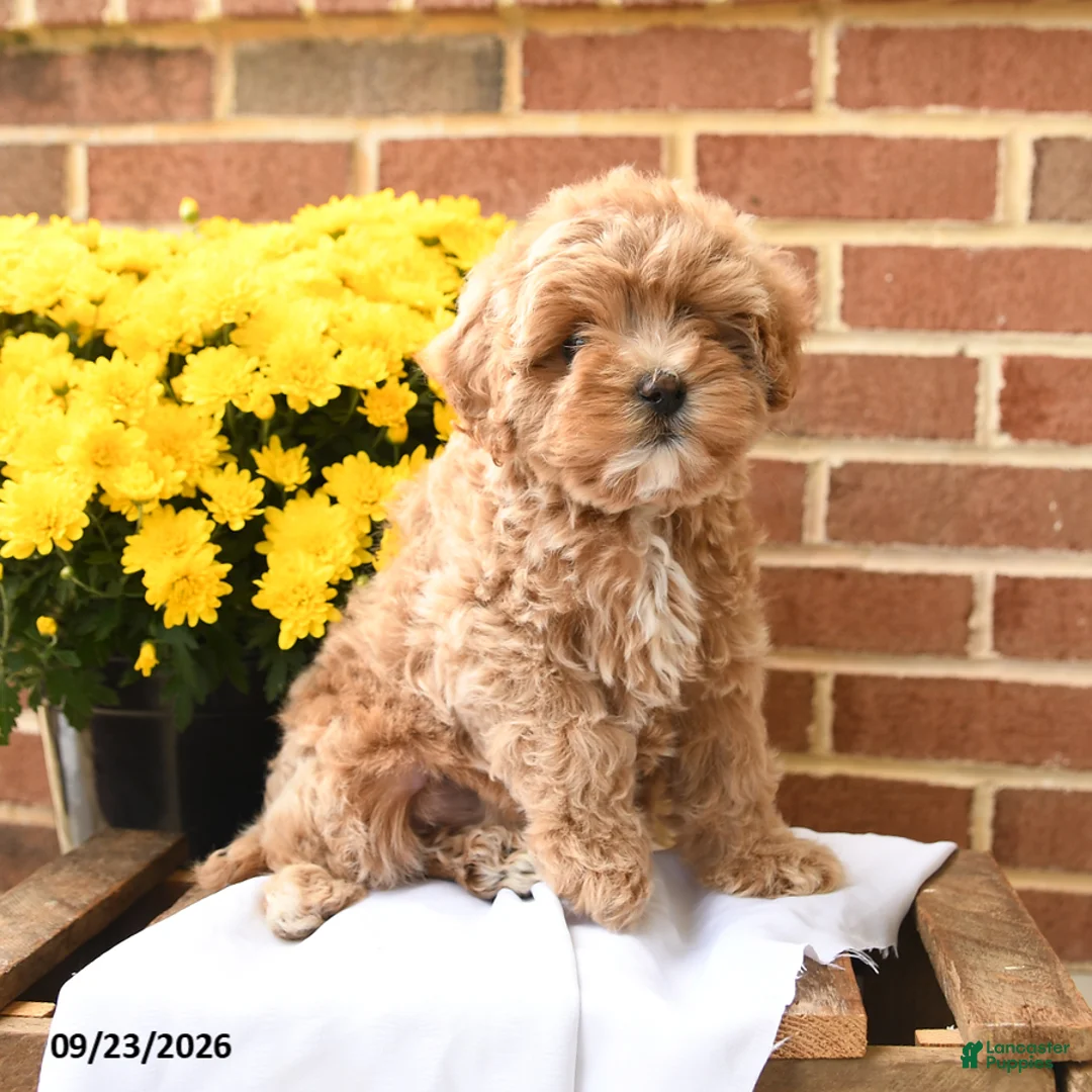 Maltipoo dogs for sale: Butters  - Ad 2