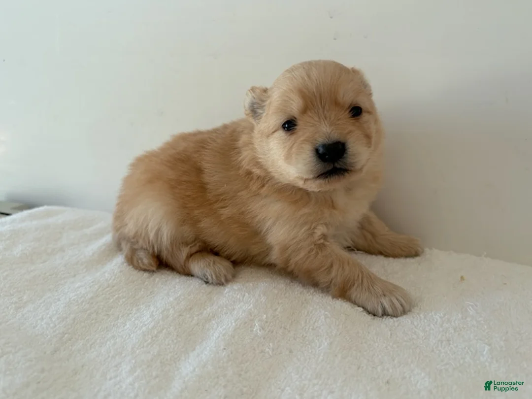 Pomeranian dogs for sale: Lettie - Ad 4