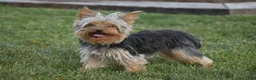 Yorkshire Terrier dogs for sale: Rebecca - Ad 7