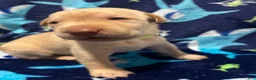 Labrador Retriever dogs for sale: Theodore (lime)  - Ad 3