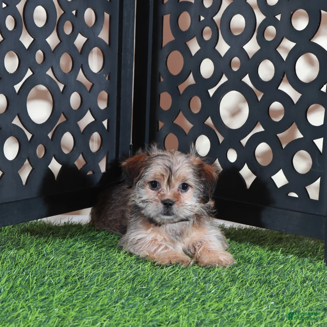 Shorkie dogs for sale: Minnie Cutest Little Female Shorkie Puppy - Ad 1
