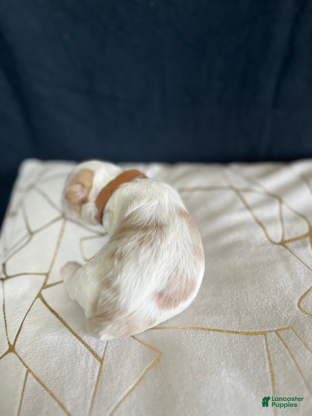 Shih Tzu dogs for sale: Rose - Ad 7