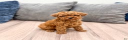 Toy Poodle dogs for sale: Hailey - Ad 3