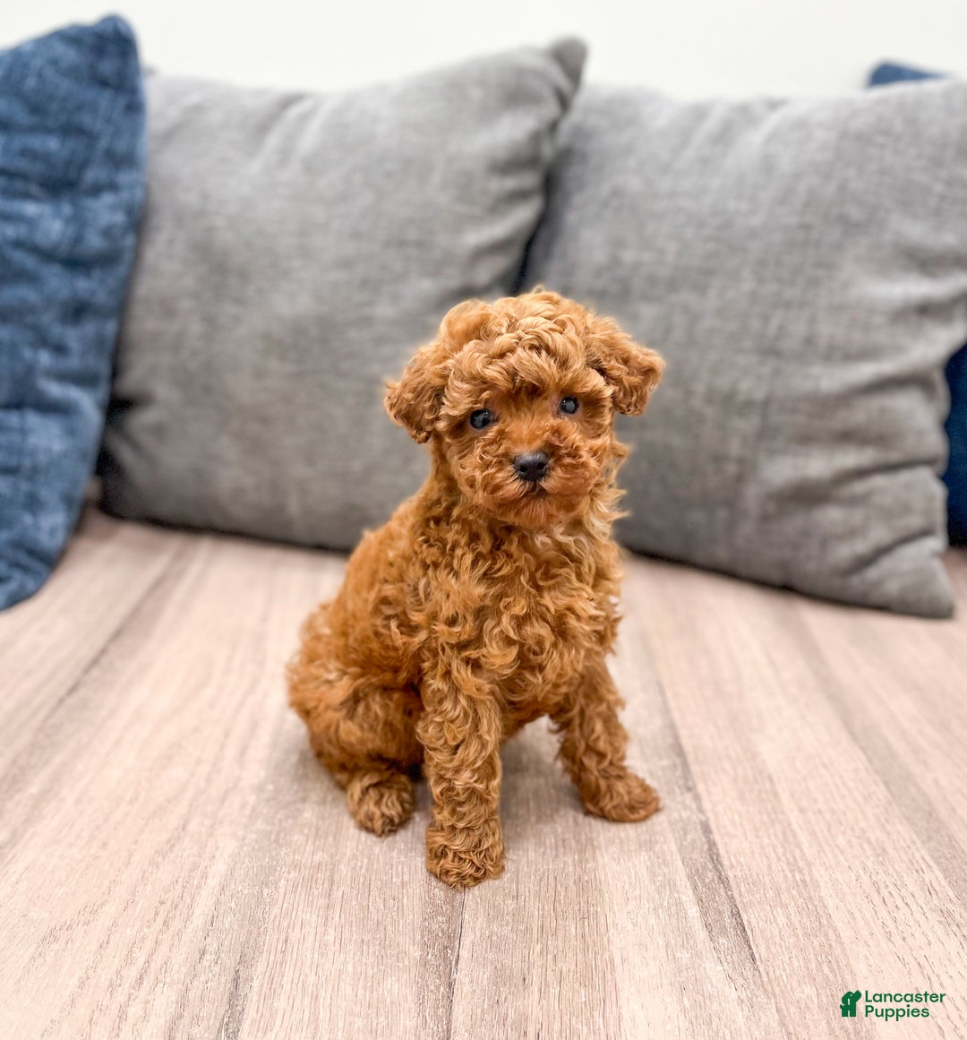 Toy Poodle dogs for sale: Hailey - Ad 3