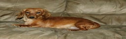 Miniature Dachshund dogs for sale: Miniature Dachshund Puppy 1 - Ad 16