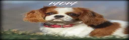Cavalier King Charles Spaniel dogs for sale: Espresso - Ad 10