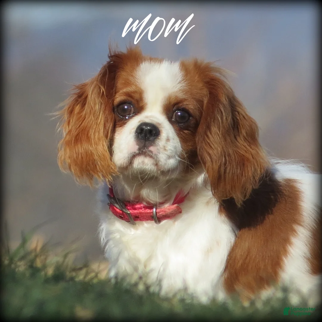 Cavalier King Charles Spaniel dogs for sale: Espresso - Ad 10