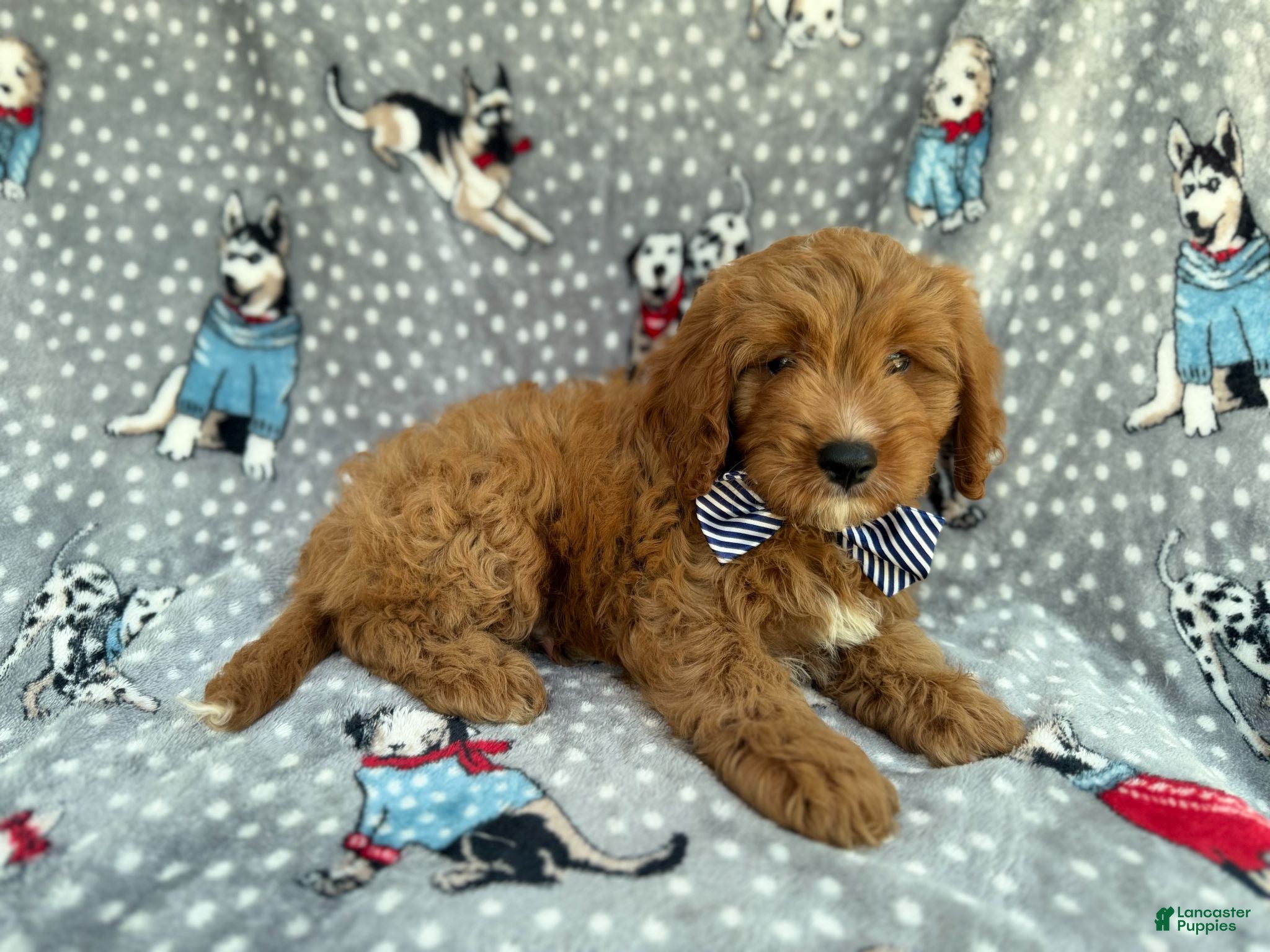 Cavapoo dogs Benson - Ad 20