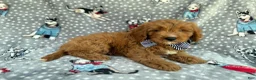 Cavapoo dogs for sale: Benson - Ad 1