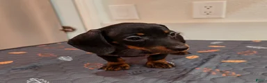 Miniature Dachshund Puppy 4