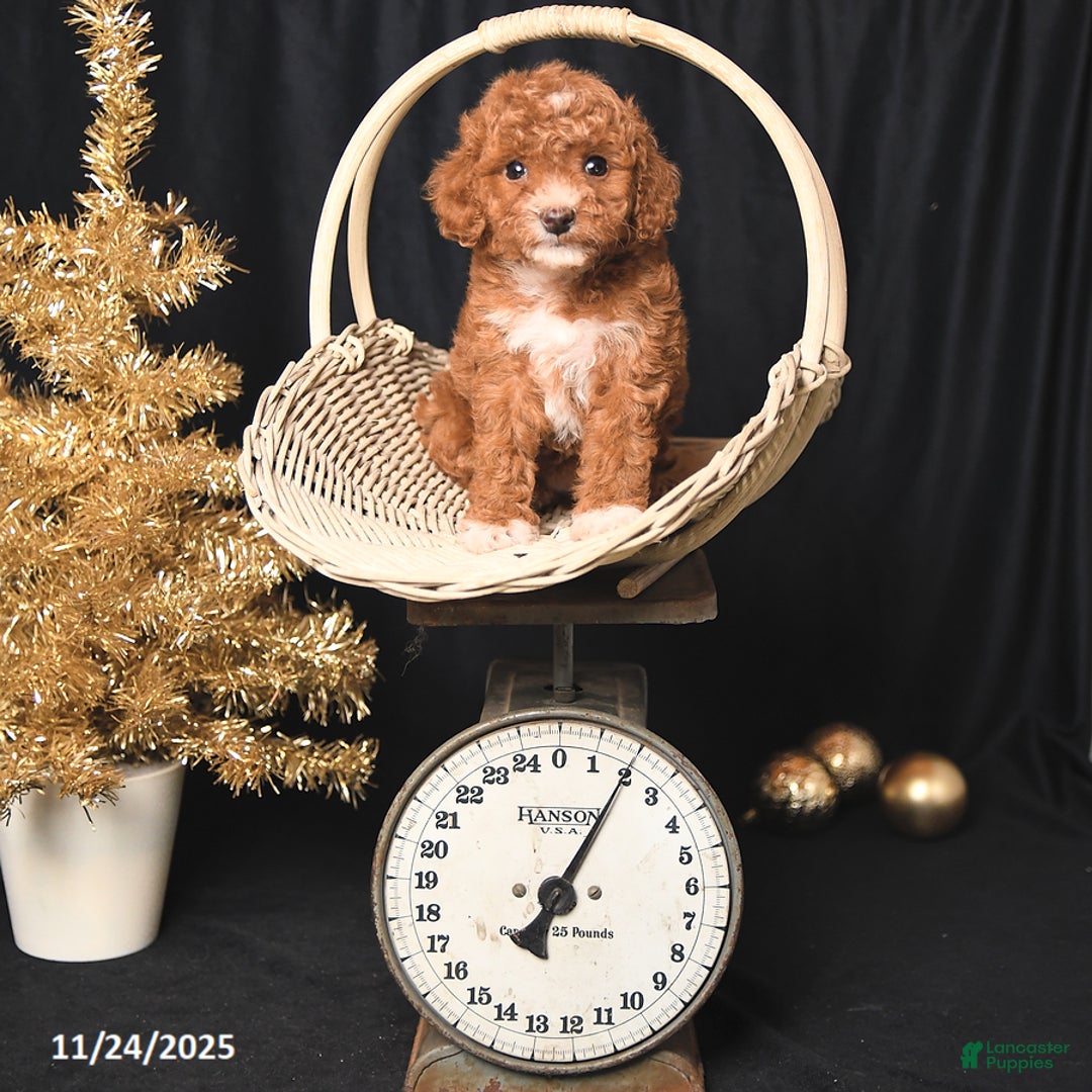 Toy Poodle dogs for sale: Candy - Ad 2