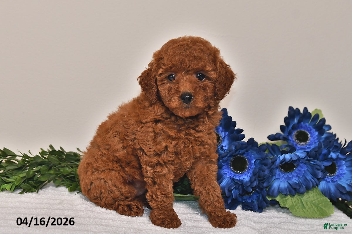 Miniature Poodle dogs Penny - Ad 2