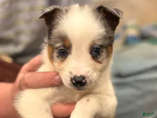 Mixed Breed dogs Mixed Breed Puppy 1 - Ad 10