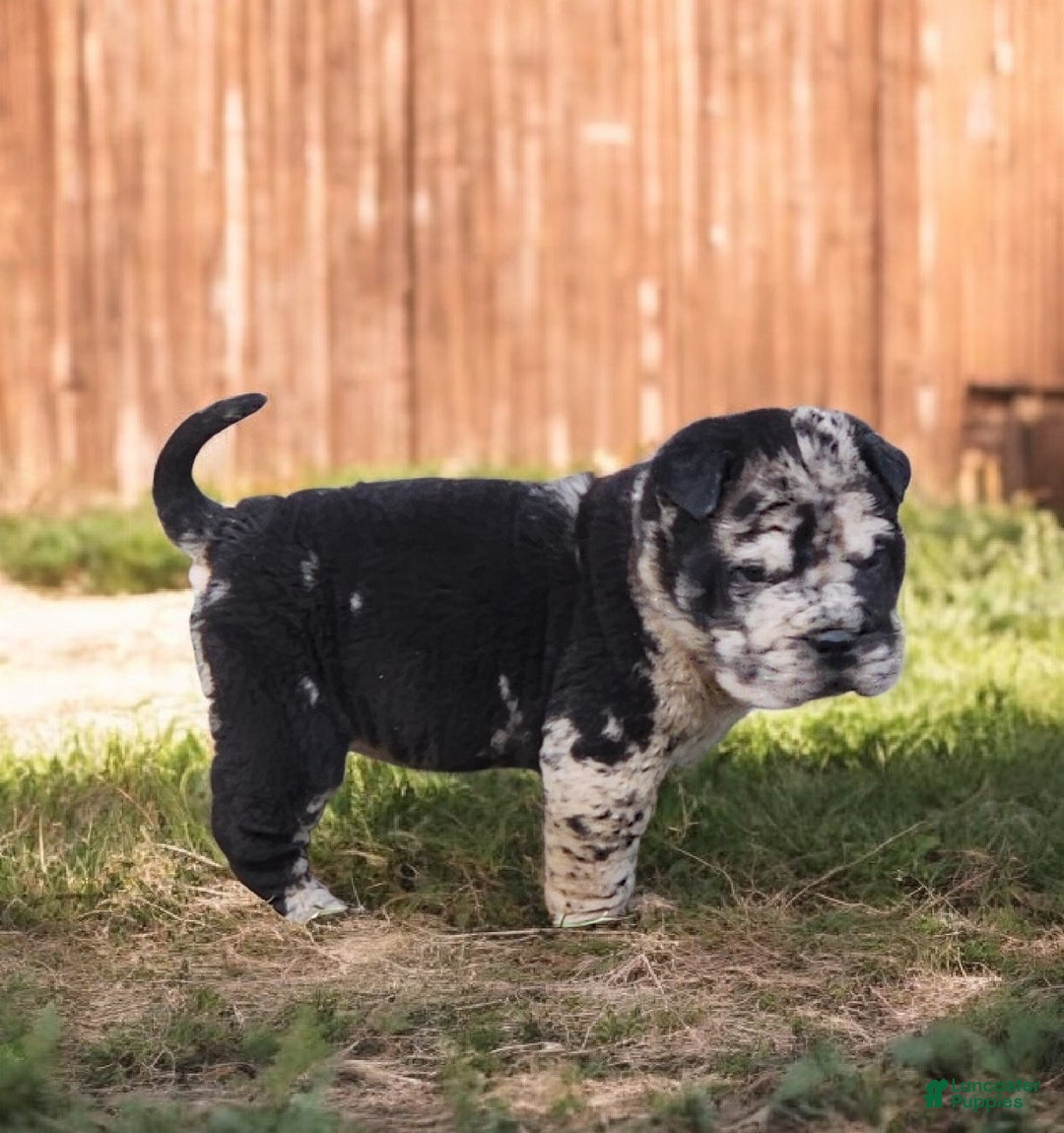 Shar Pei dogs for sale: Magic Mike merle mini - Ad 4