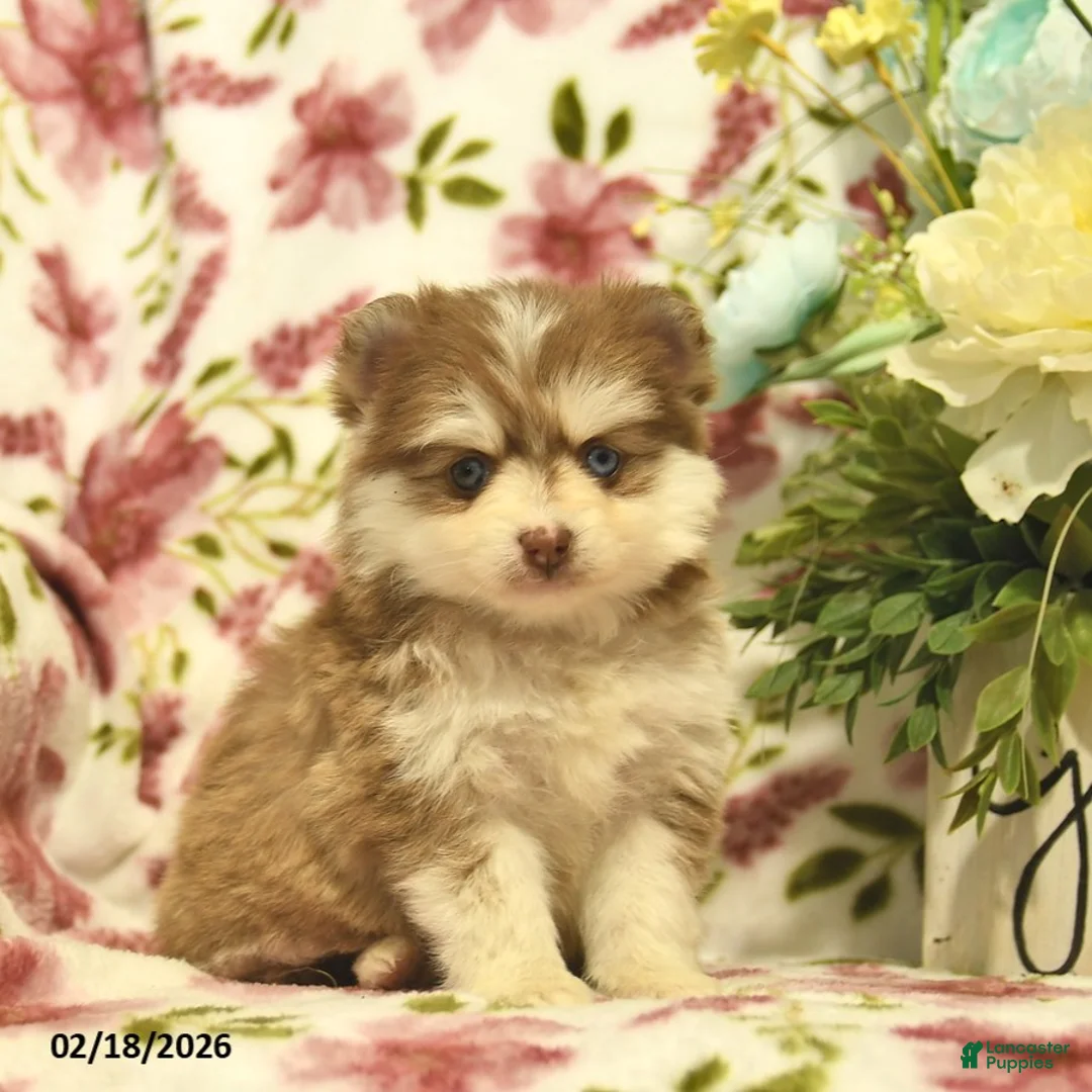 Pomsky dogs for sale: Scarlet  - Ad 1