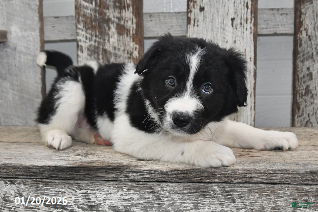 Border Collie dogs for sale: Holly - Ad 3