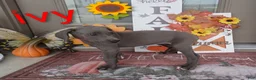 Great Dane dogs for sale: Ivy - Ad 3