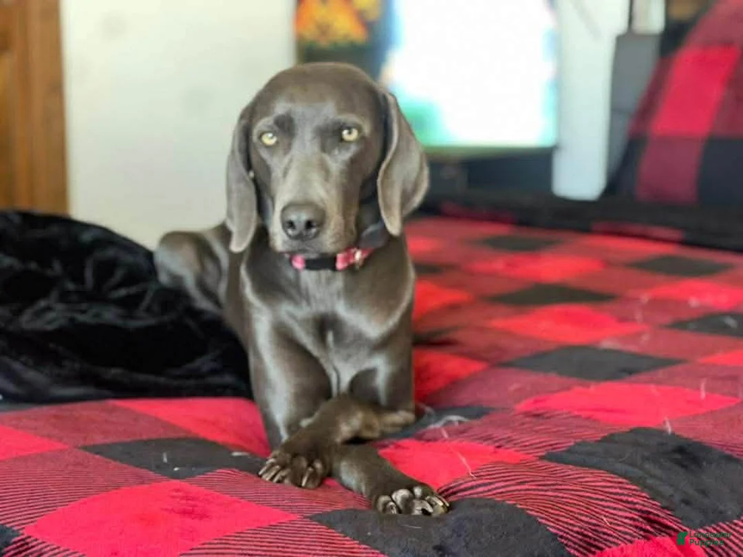 Mixed Breed dogs for sale: Sandy  - Ad 2