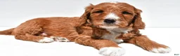 Mini Goldendoodle dogs for sale: Archer - Ad 4