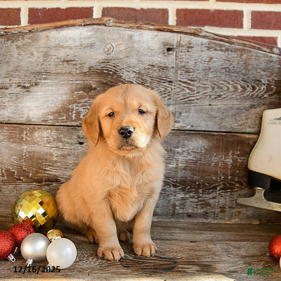 Golden Retriever dogs Rufus - Ad 27