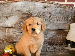 Golden Retriever dogs Rufus - Ad 27