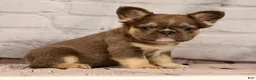 French Bulldog dogs for sale: Biscuit - Ad 4