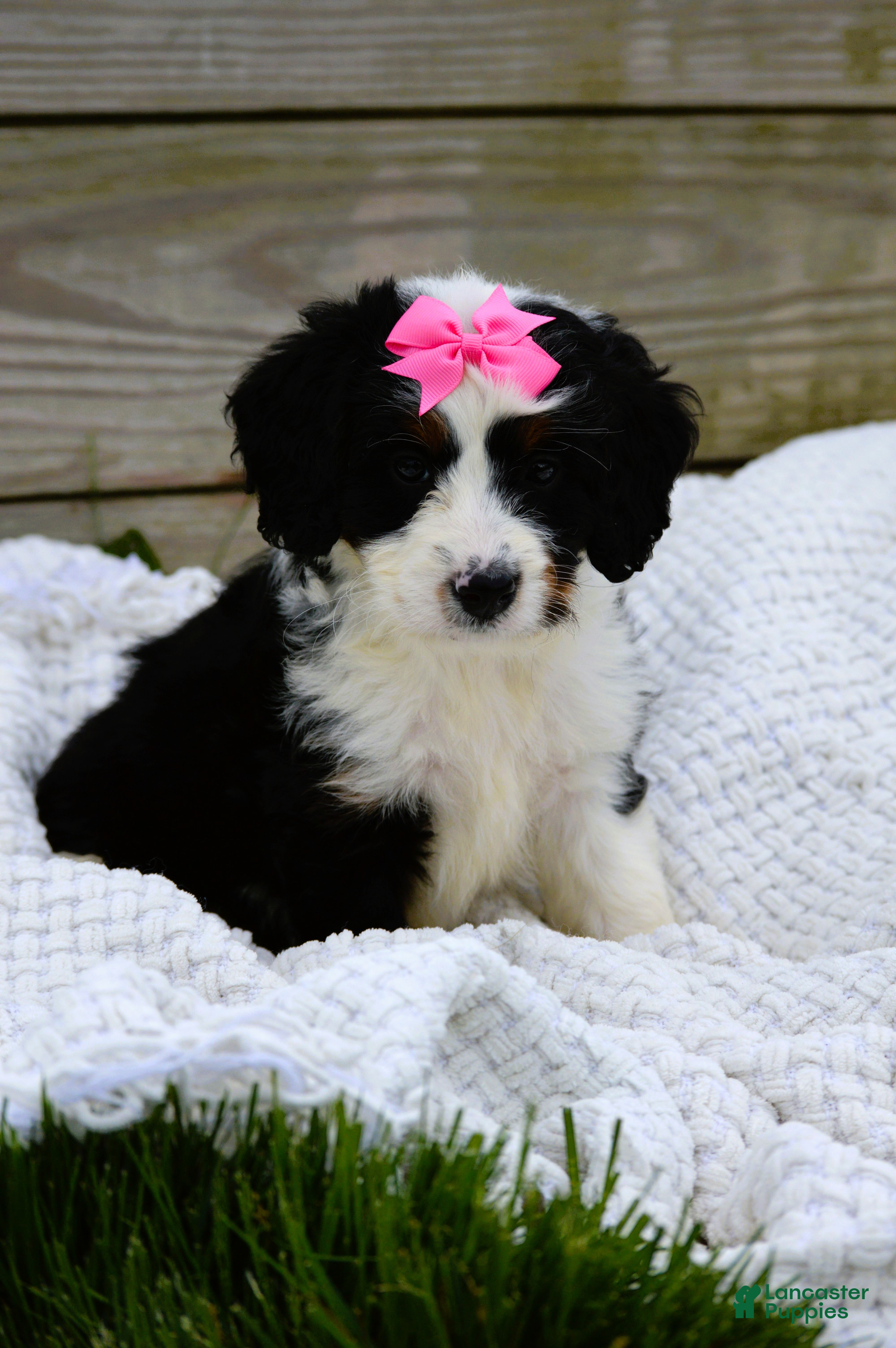 Mini Bernedoodle dogs for sale: Lola - Ad 3