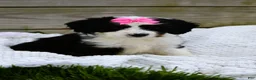 Mini Bernedoodle dogs for sale: Lola - Ad 1