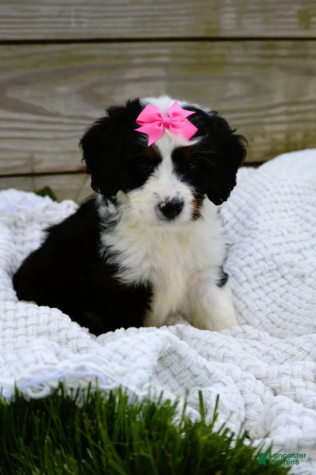 Mini Bernedoodle dogs for sale: Lola - Ad 1