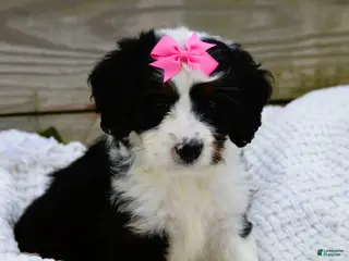 Mini Bernedoodle dogs for sale: Lola - Ad 3