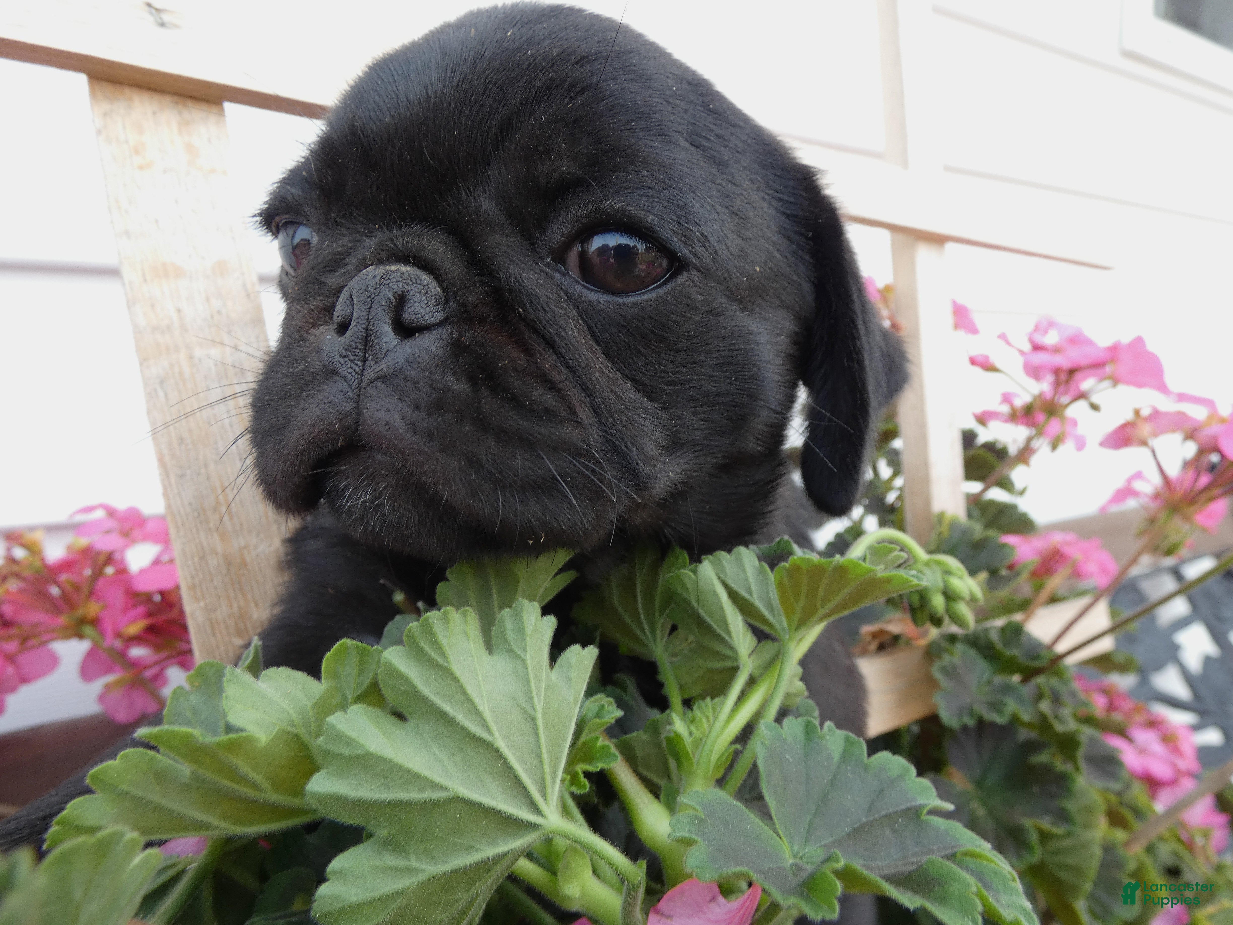 Pug dogs Pug 1 Rex - Ad 38