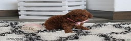 Toy Poodle dogs for sale: Pearl - Ad 11