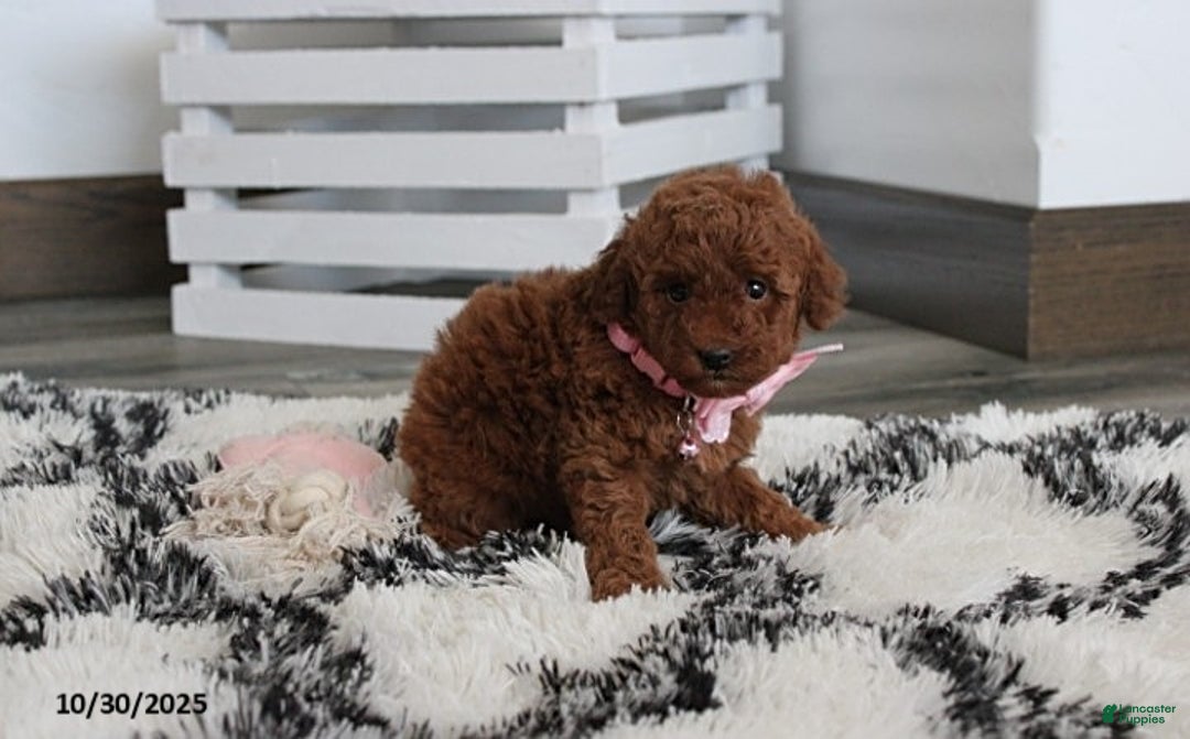 Toy Poodle dogs for sale: Pearl - Ad 11