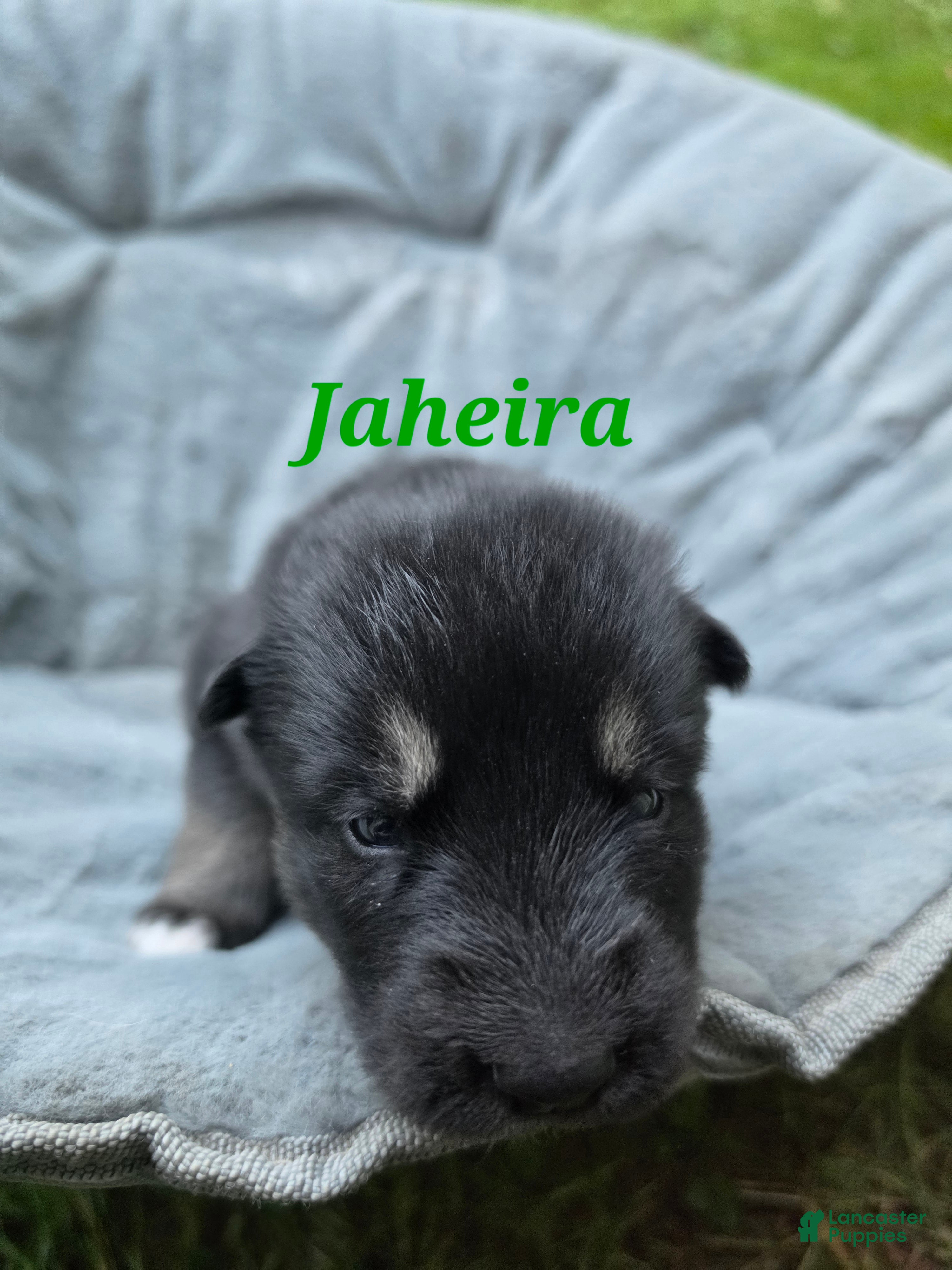 Gerberian Shepsky dogs for sale: Jaheira  - Ad 2