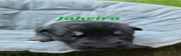 Gerberian Shepsky dogs for sale: Jaheira  - Ad 2