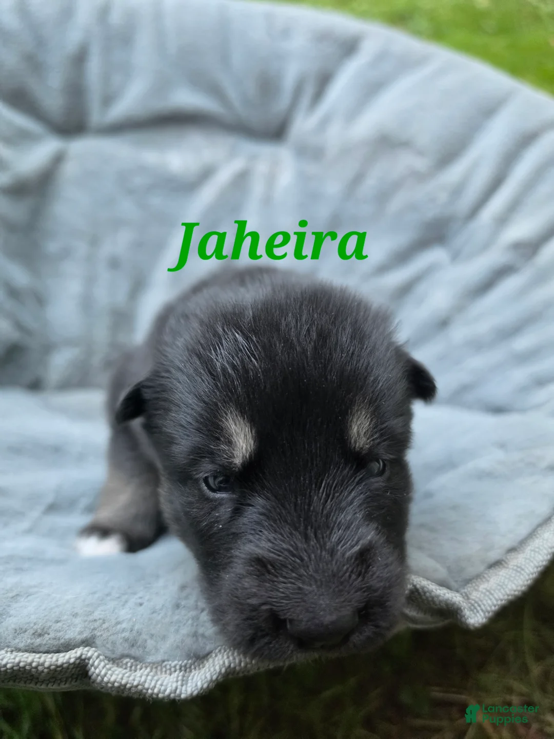 Gerberian Shepsky dogs for sale: Jaheira  - Ad 2