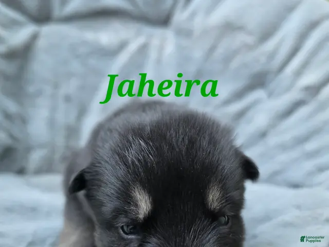 Gerberian Shepsky dogs for sale: Jaheira - Ad 2
