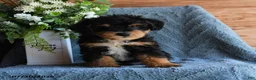 Schnoodle dogs for sale: Ollie - Ad 3