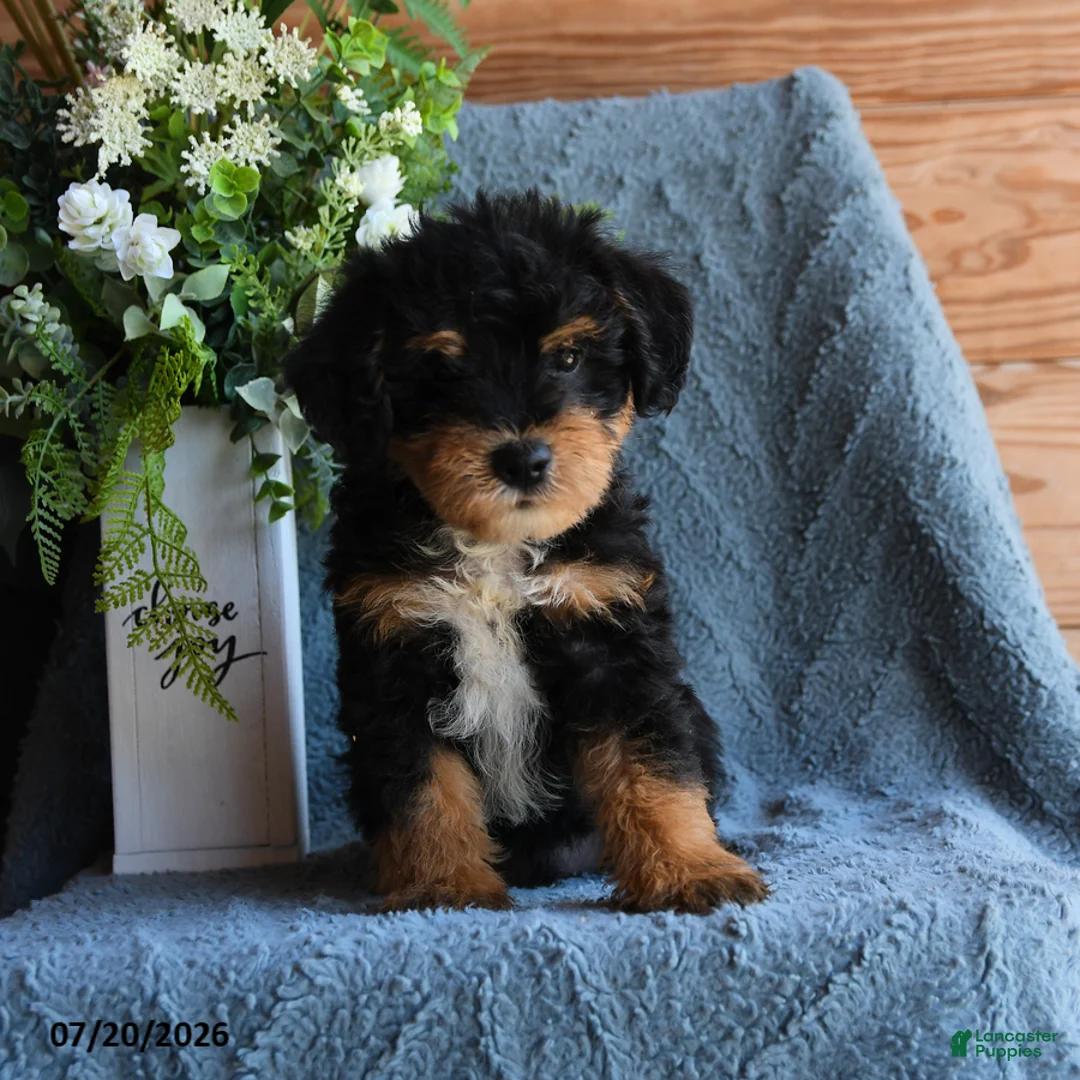 Schnoodle dogs for sale: Ollie - Ad 3
