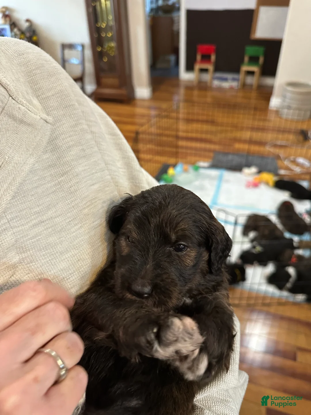 Mixed Breed dogs for sale: Female # 5 English  Shepherd Doodle  - Ad 5