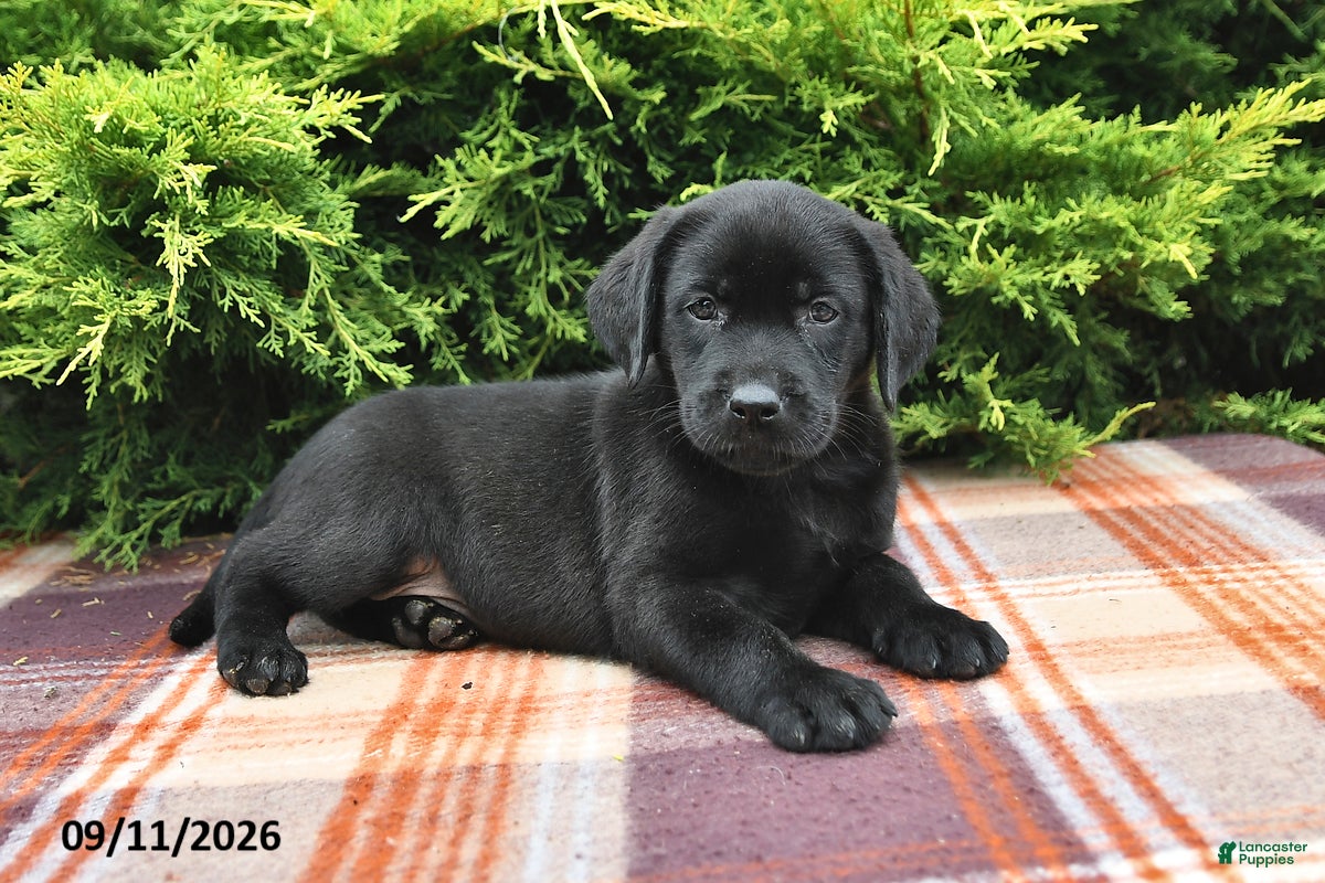 Labrador Retriever dogs Kallie - Ad 2