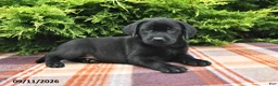 Labrador Retriever dogs for sale: Kallie - Ad 2
