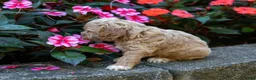 Cockapoo dogs for sale: Garrison  - Ad 2